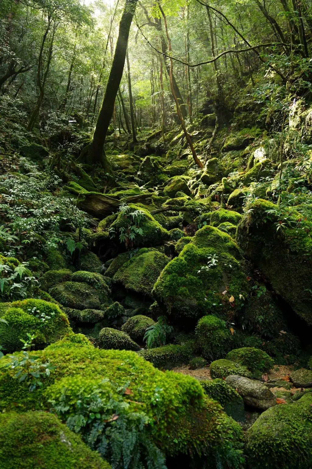 Ceramic Dinner Plates Inspired by Yakushima’s Mossy Forests